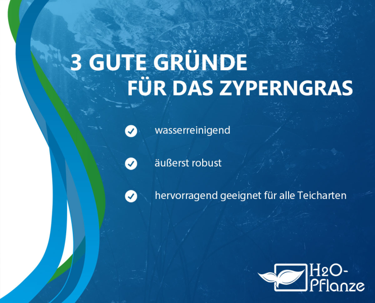 Preview: Zyperngras - Cyperus longus